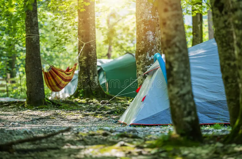 Forest campsite with tents among the trees